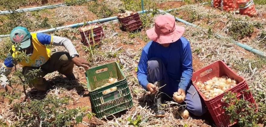Produção de cebola da Comunidade Cacimba Nova em Conceição é destaque em visita técnica do SINAVEZ