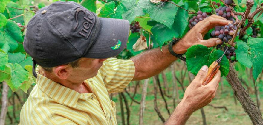 SINAVEZ destaca produção de uva no município de Natuba durante visita técnica