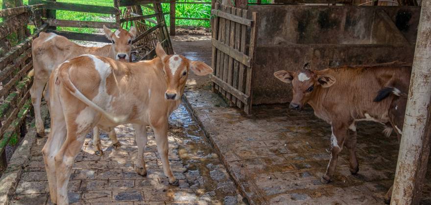 Paraíba vacina bovinos e bubalinos contra a febre aftosa até 30 de novembro