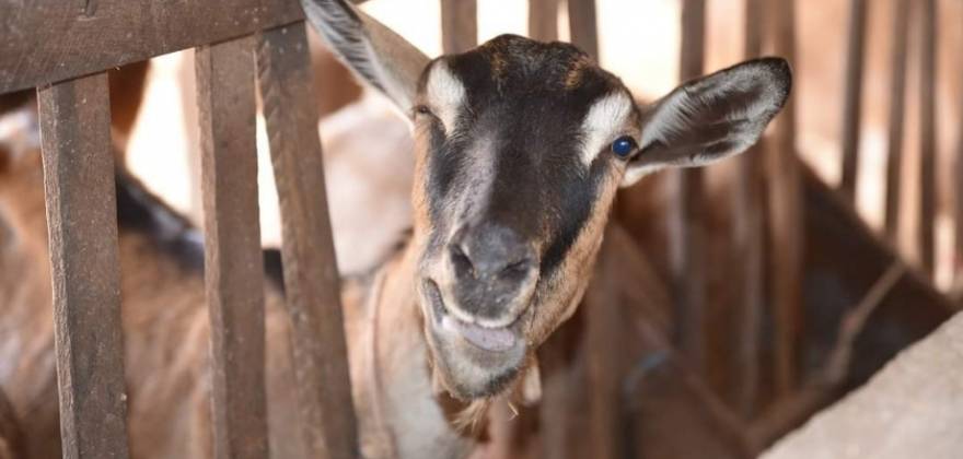 Produtores paraibanos estão autorizados a vender produtos de origem animal em qualquer estado