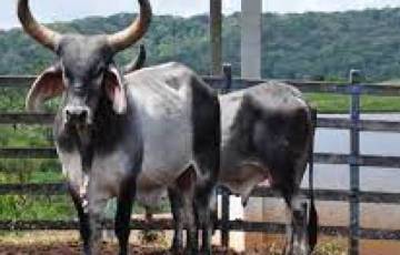 Empaer realiza leilão de gado bovino das raças Guzerá, Sindi e Pardo Suíça neste sábado (12)